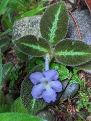 Episcia lilacina