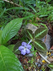 Episcia lilacina