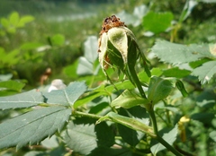Rosa transsilvanica