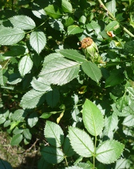 Rosa transsilvanica