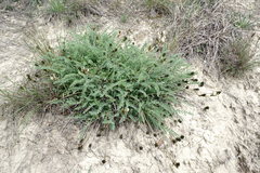 Astragalus reduncus