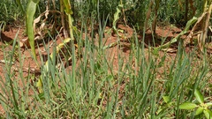 Digitaria didactyla