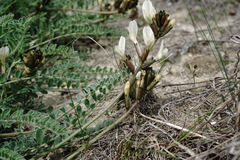 Astragalus reduncus