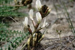 Astragalus reduncus
