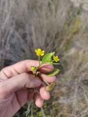 Ranunculus ophioglossifolius