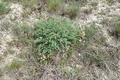 Astragalus reduncus