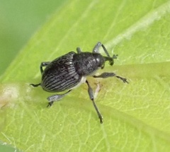 Archarius salicivorus