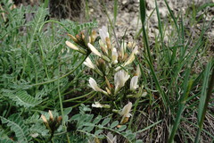 Astragalus reduncus