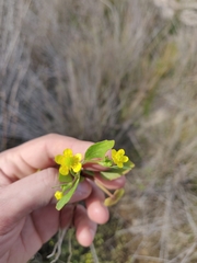 Ranunculus ophioglossifolius