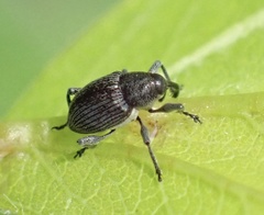 Archarius salicivorus