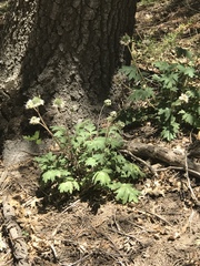 Hydrophyllum occidentale