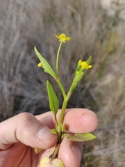 Ranunculus ophioglossifolius