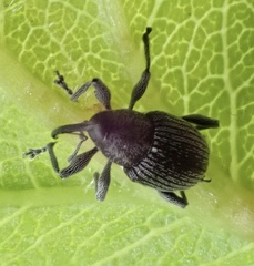 Archarius salicivorus