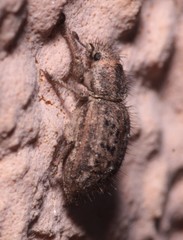 Cycloderes pilosulus