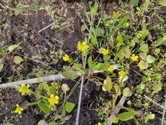 Ranunculus ophioglossifolius
