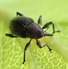 Archarius salicivorus