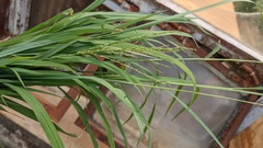 Digitaria didactyla