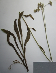 Pilosella auriculoides