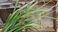 Digitaria didactyla