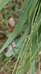 Digitaria didactyla
