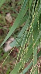 Digitaria didactyla