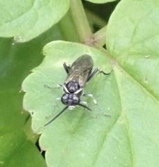 Macrophya albicincta