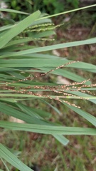 Digitaria didactyla