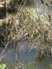 Emys orbicularis orbicularis