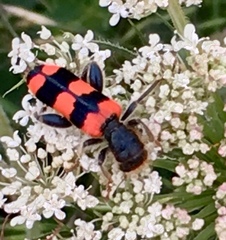 Trichodes crabroniformis