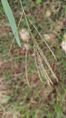 Digitaria didactyla