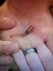 Noturus leptacanthus