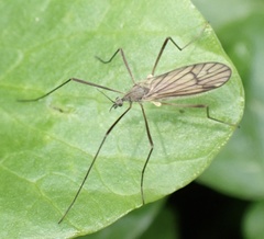Chioneinae