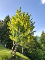 Laburnum anagyroides