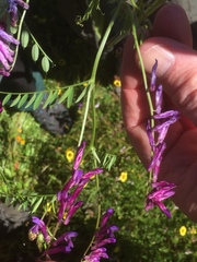 Vicia villosa pseudocracca