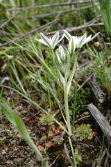 Ornithogalum navaschinii
