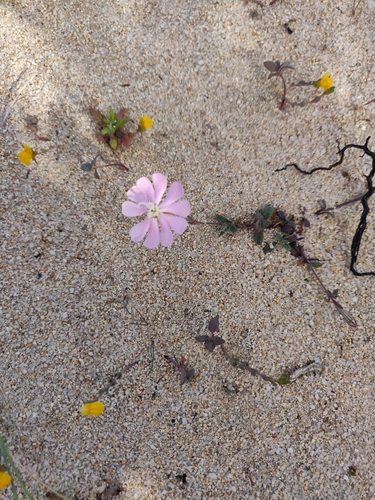 Silene sericea, photograph 1