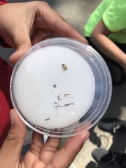 Coccinella septempunctata