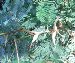 Vachellia collinsii