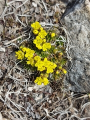 Draba aizoides