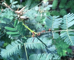 Vachellia collinsii