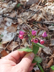 Pulmonaria vallarsae