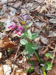 Pulmonaria vallarsae