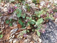 Pulmonaria vallarsae