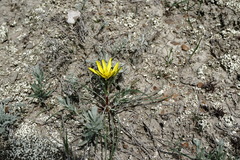 Tragopogon pusillus