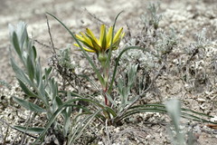 Tragopogon pusillus