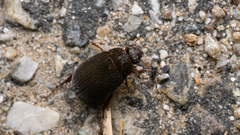 Maladera gibbiventris