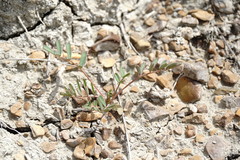 Astragalus oxyglottis