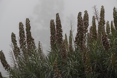 Echium virescens image