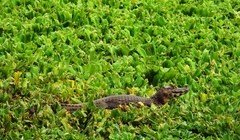 Caiman yacare