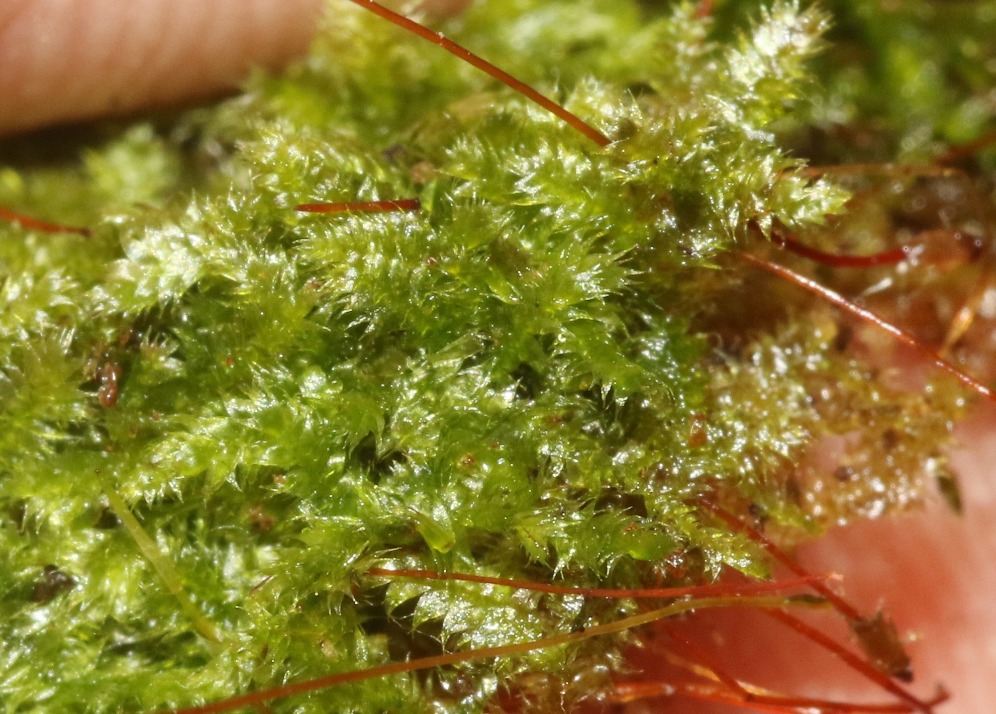 Isopterygium tenerum
